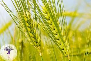 Чем полезны ростки пшеницы?